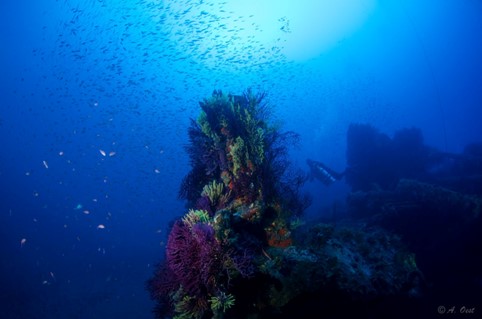Divin’Giens Hyères Var Biodiversité Plongée Plongeur Responsable Corail