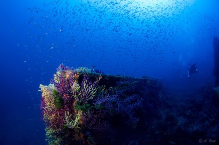 Divin’Giens, plongeur, vie sous-marine