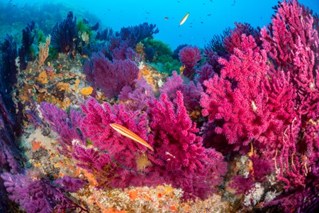 Les eaux limpides de la presqu’île de Giens regorgent d’une faune et d’une flore exceptionnelles - Var 83 